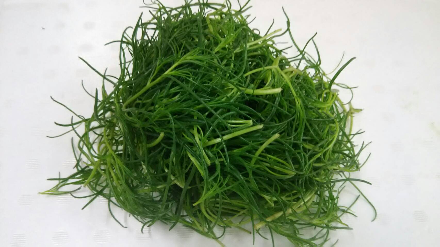 おかひじきの画像