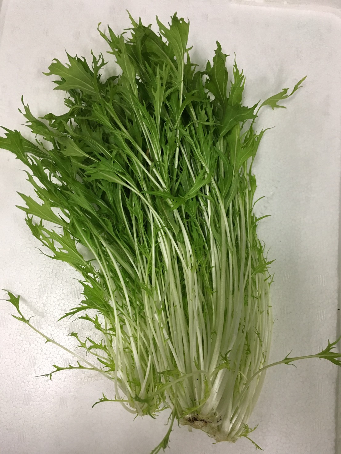 有機水菜の画像