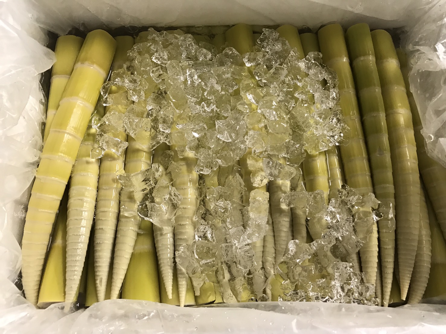 四方竹(茹で/皮むき)500gの画像